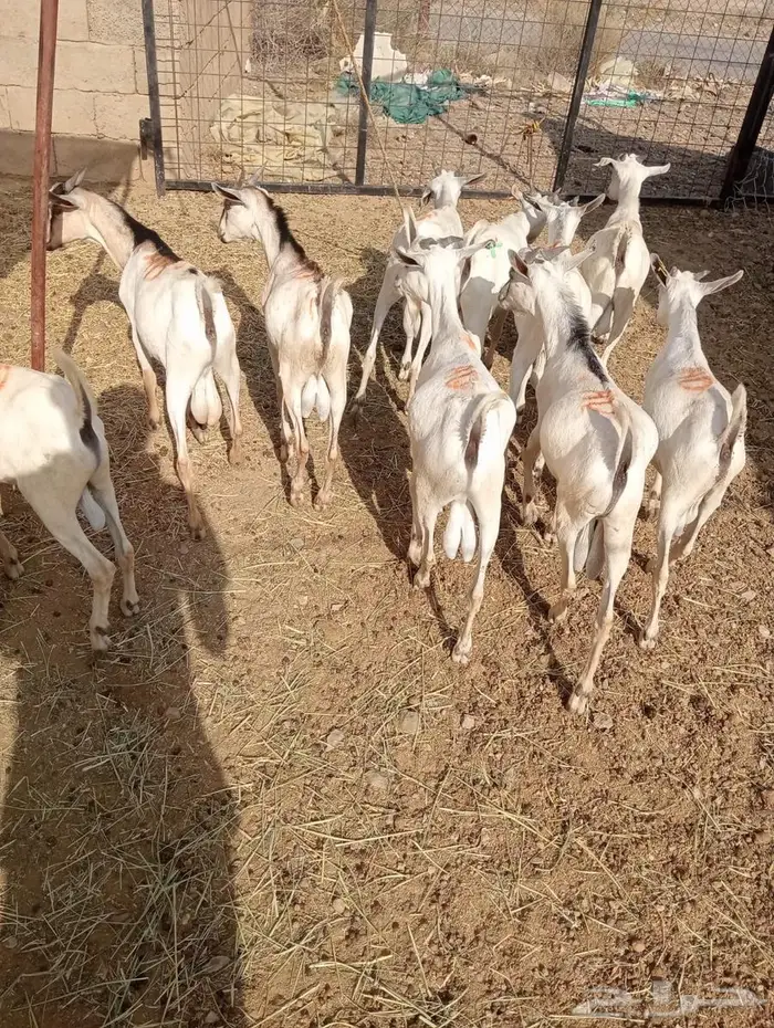 تيوس صوماليه للبيع جدعان تنيان جمله وتفريد 8