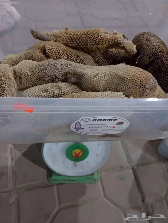 عسل بري حر اليوم وامس جديد الكيلو ب100 1