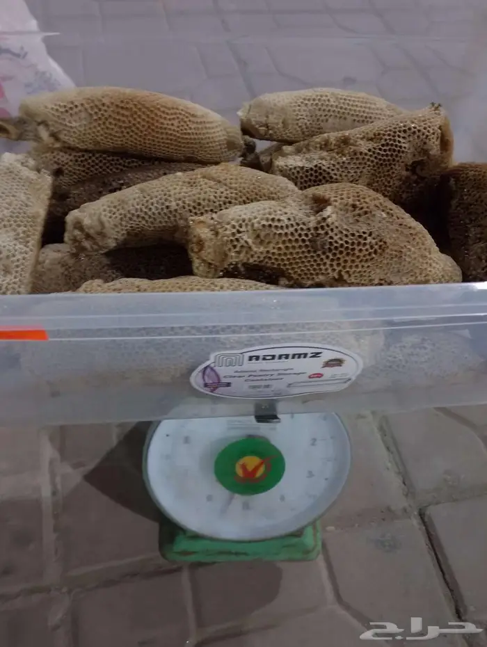 عسل بري حر اليوم وامس جديد الكيلو ب100 3