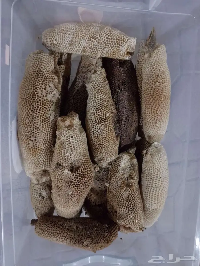 عسل بري حر اليوم وامس جديد الكيلو ب100 2