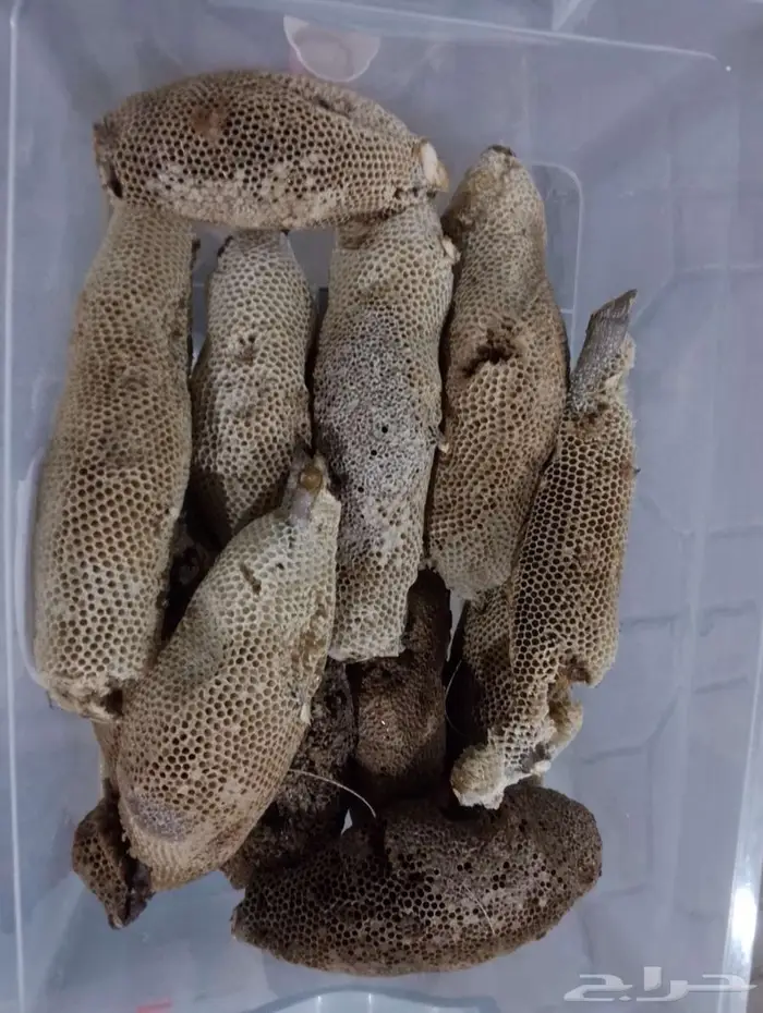 عسل بري حر اليوم وامس جديد الكيلو ب100 0