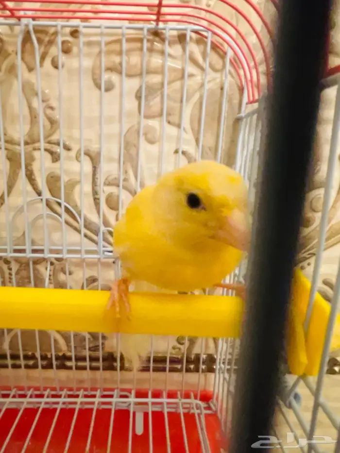 انثى كناري ليموني سوري 2