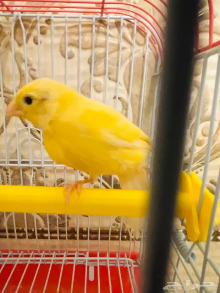 انثى كناري ليموني سوري 3