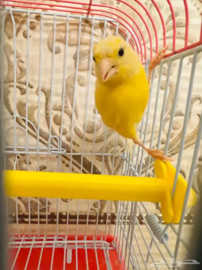 انثى كناري ليموني سوري 0