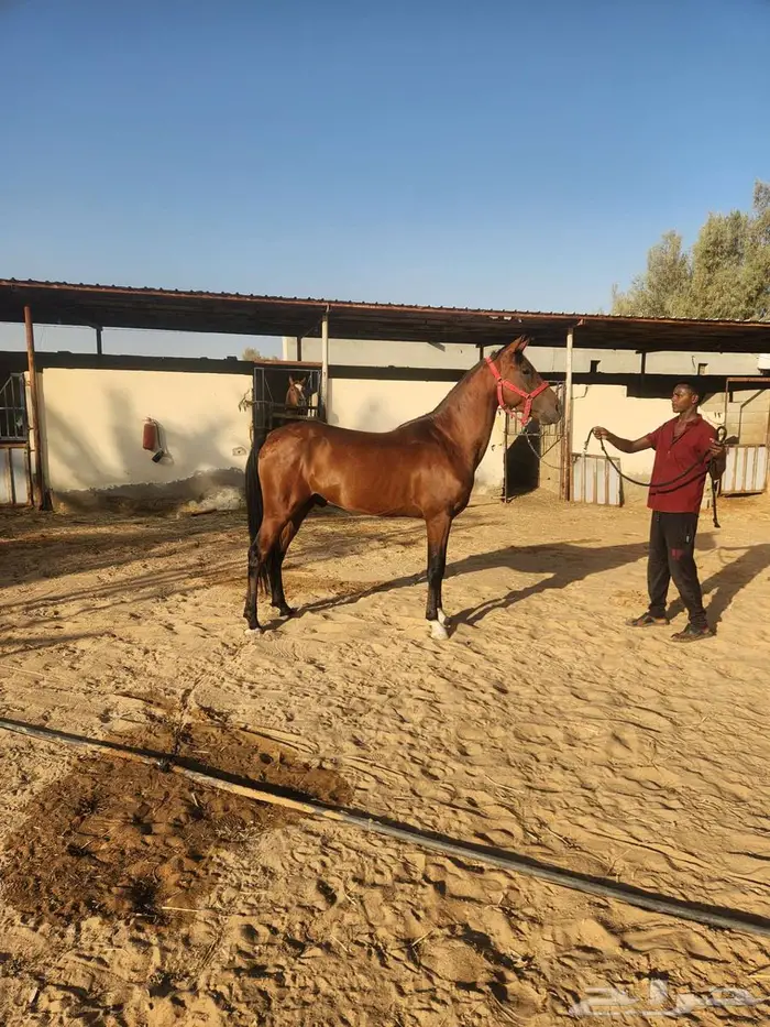 حصان جزيري عبيان 0