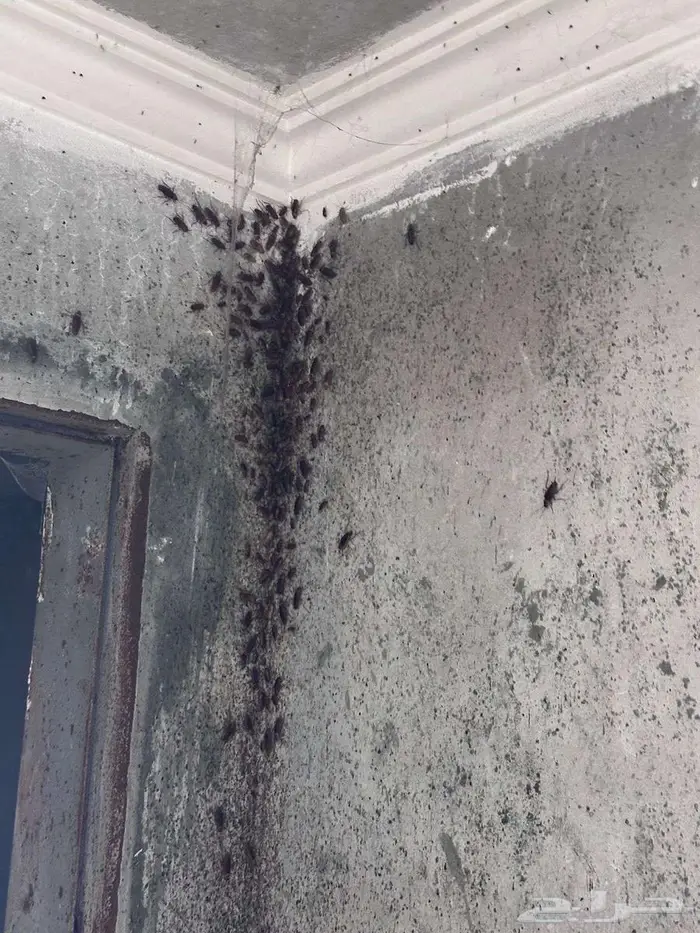 شركة مكافحة حشرات بجازان مكافحة الصراصير والفئران وبق الفراش 4