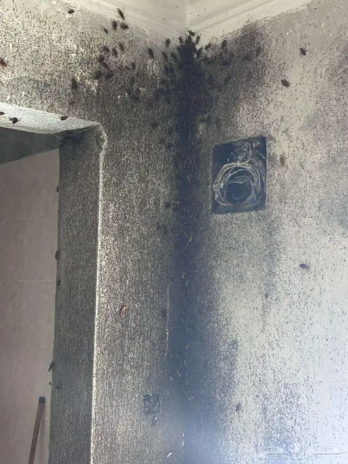 شركة مكافحة حشرات بجازان مكافحة الصراصير والفئران وبق الفراش 2