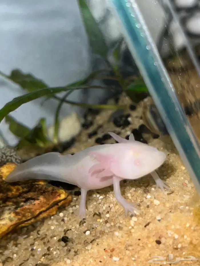 اكسلوتل عفريت الماء 0