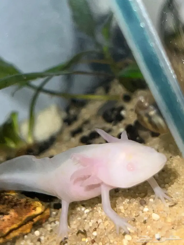 اكسلوتل عفريت الماء 2