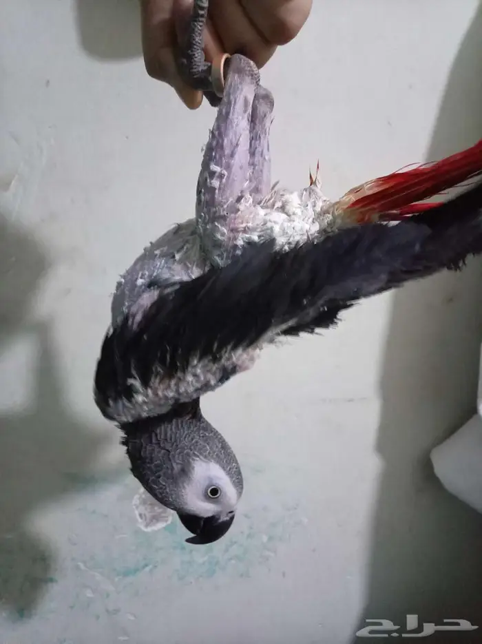 انثي بكاسكو اليفةمتكلمةومحللةبشهادةللبيع او بدل بامازوني 6