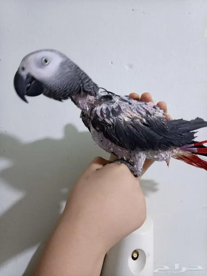 انثي بكاسكو اليفةمتكلمةومحللةبشهادةللبيع او بدل بامازوني 3