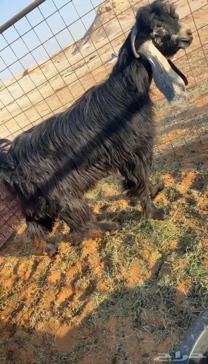 فحل عارضي لأهل الزين والذوق الرفيعع 2