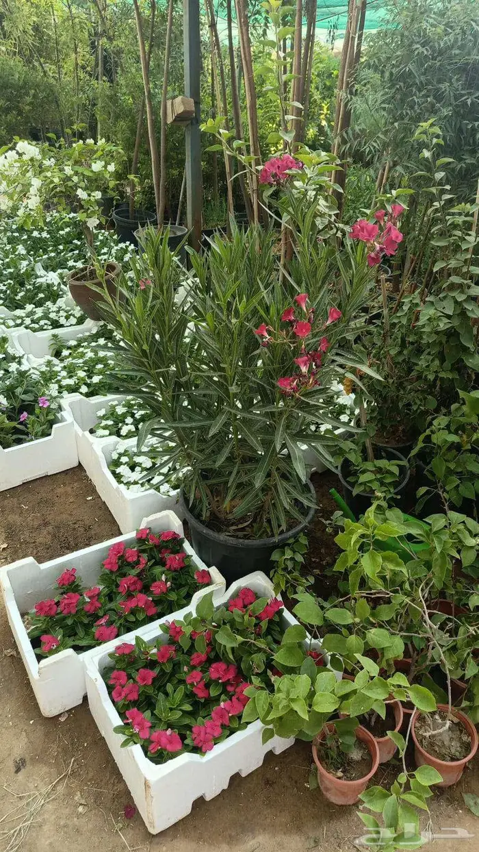 منسق حدائق الرياض والخرج 23