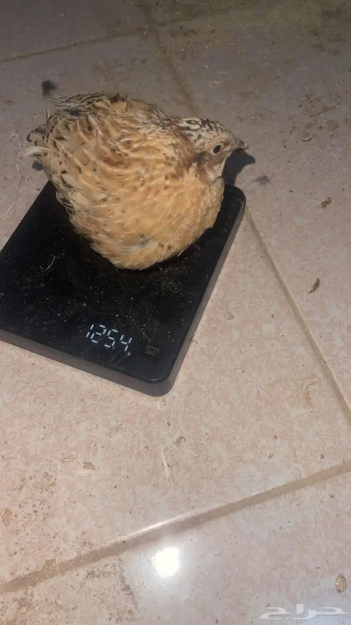 سمان فري تربيه وذيح 4