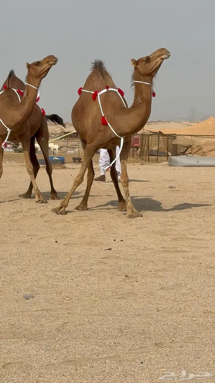 ثنتين سواحل حمر دهم ملاقيات 3