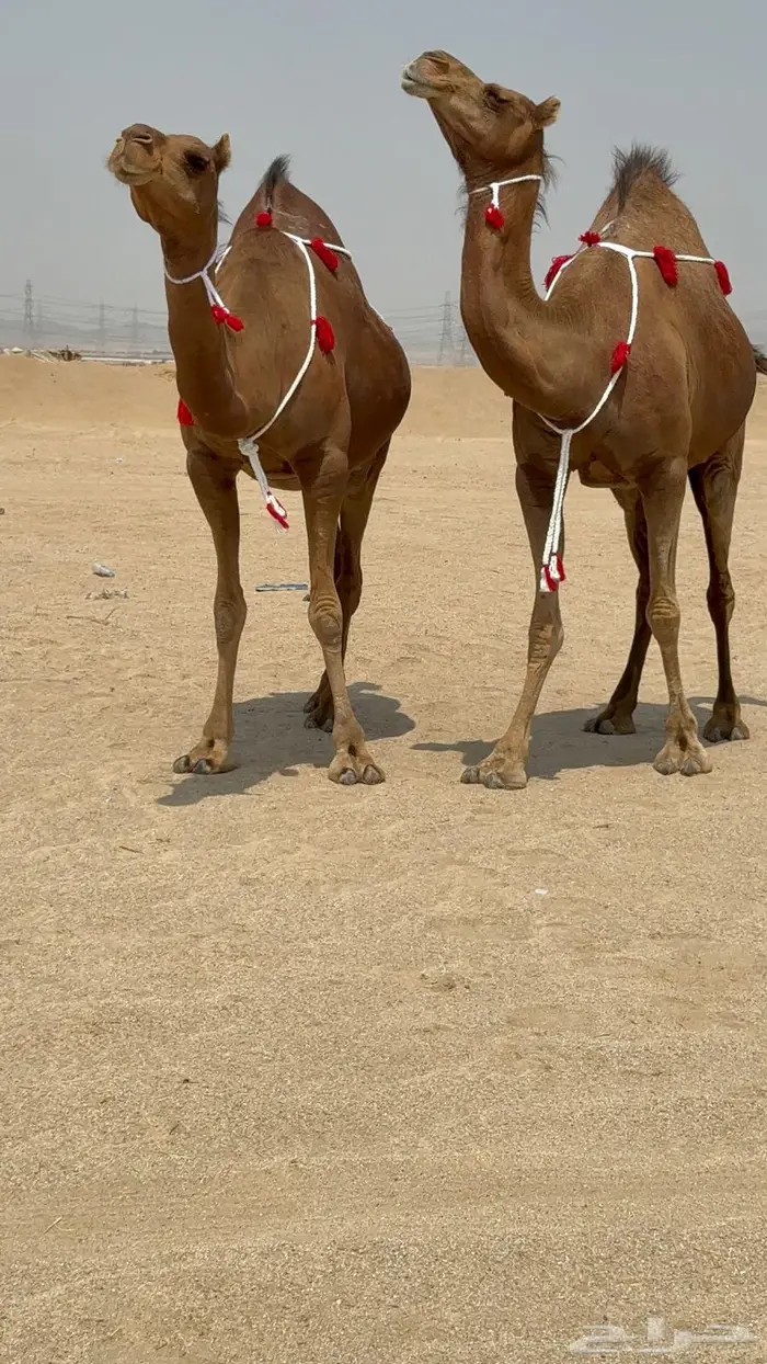 ثنتين سواحل حمر دهم ملاقيات 1
