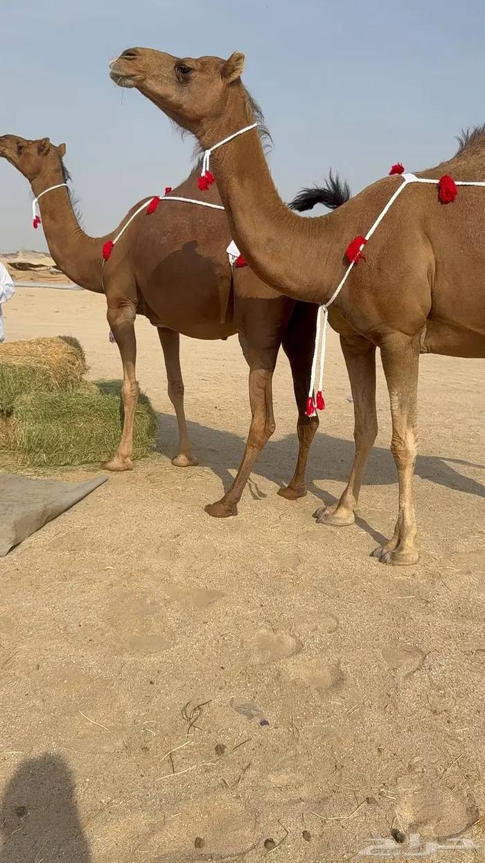 ثنتين سواحل حمر دهم ملاقيات 0