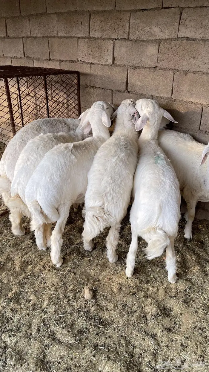 خرفان نظاف للبيع 5