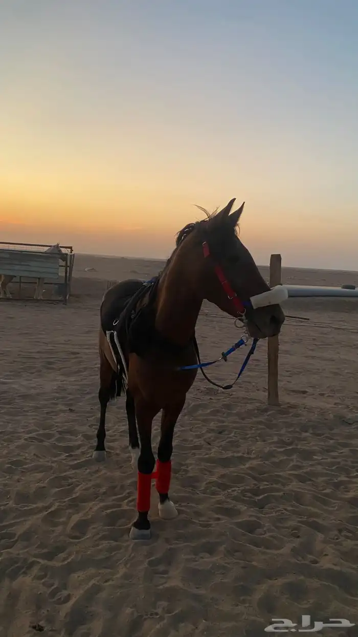 حصان شعبي 3