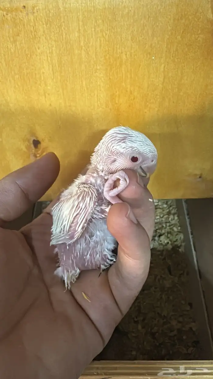 فرخ روز ألبينو تم البيع الله يبارك للمشتري 0