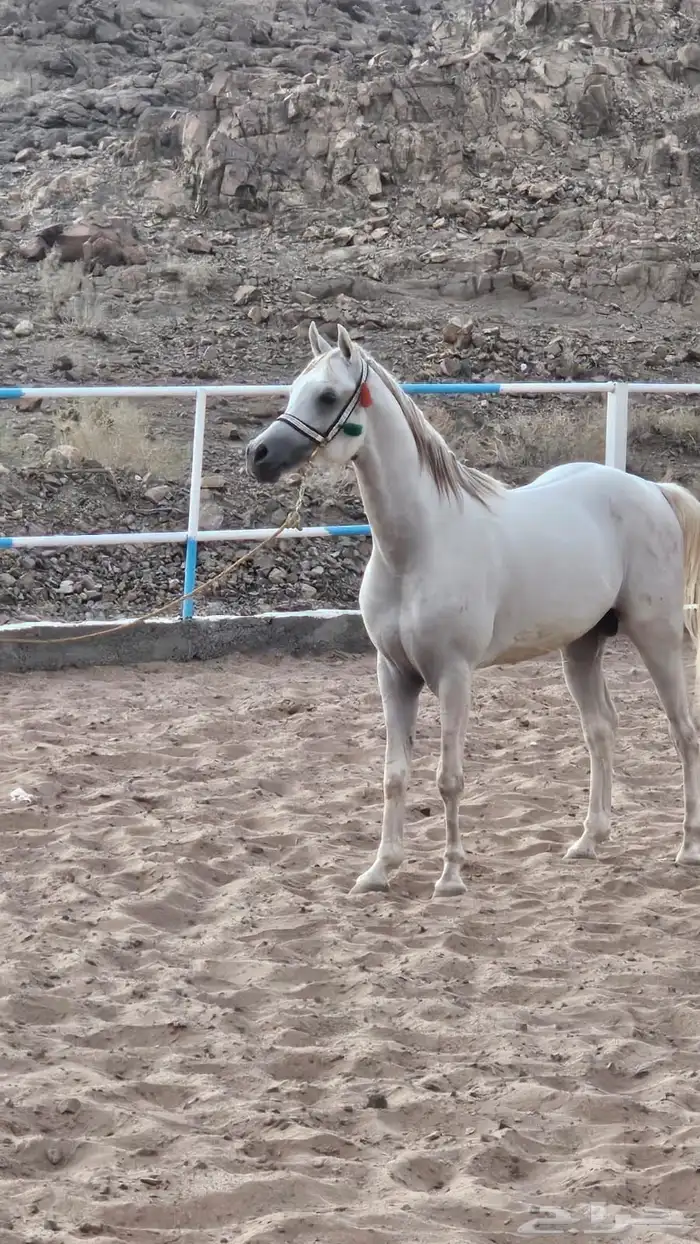 طريق الورد 0