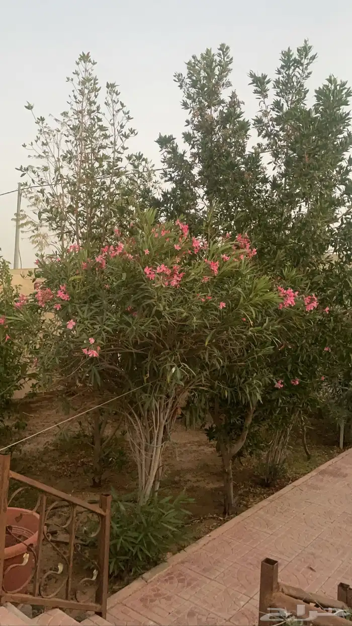 استراحة للايجار شهري 5