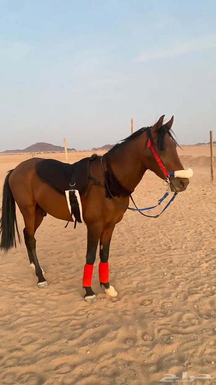 حصان شعبي 1