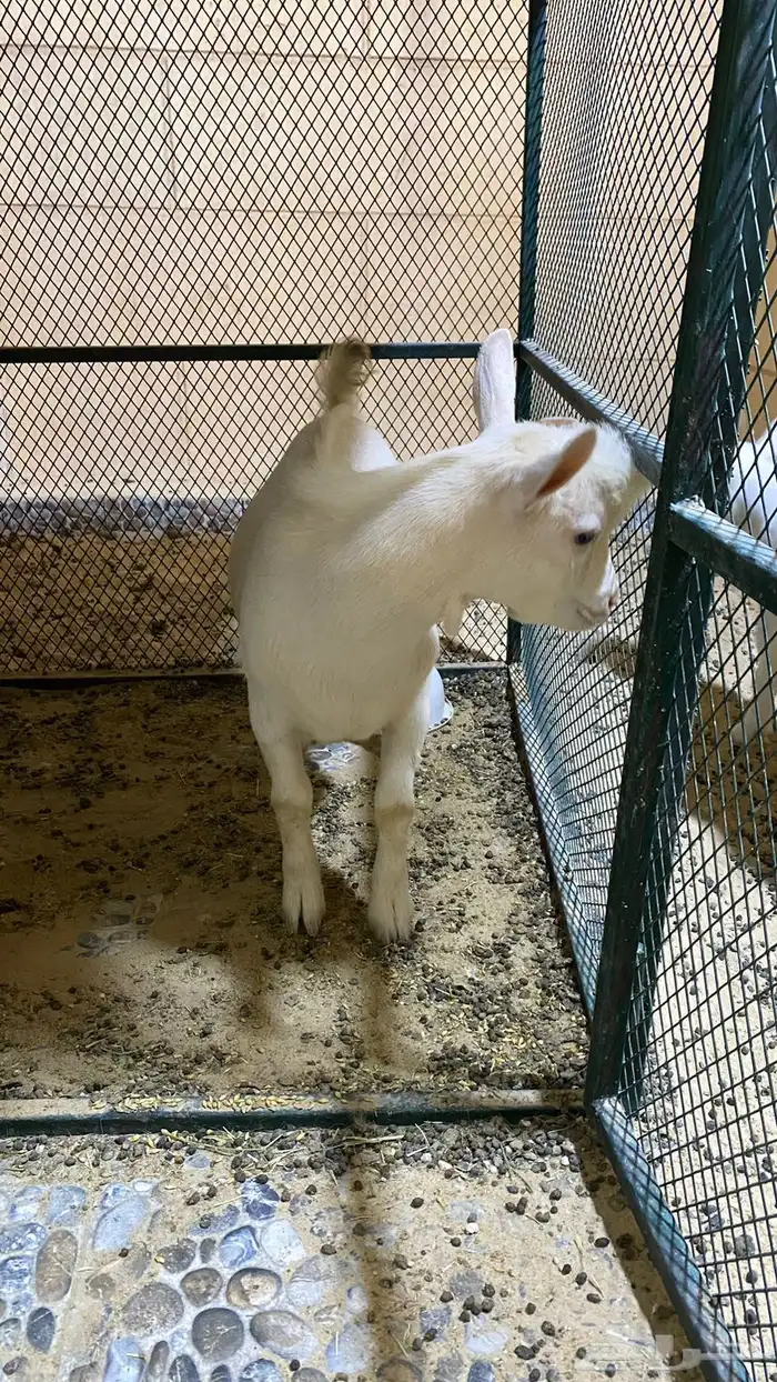 الاحساء 1
