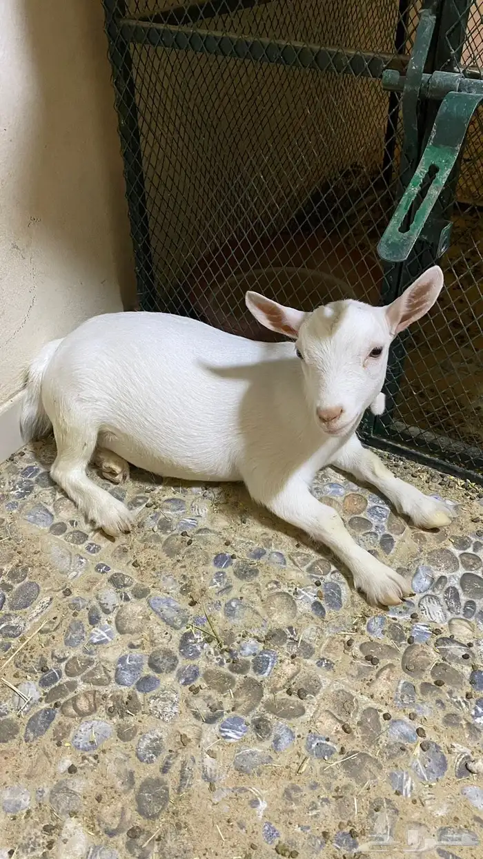 الاحساء 0