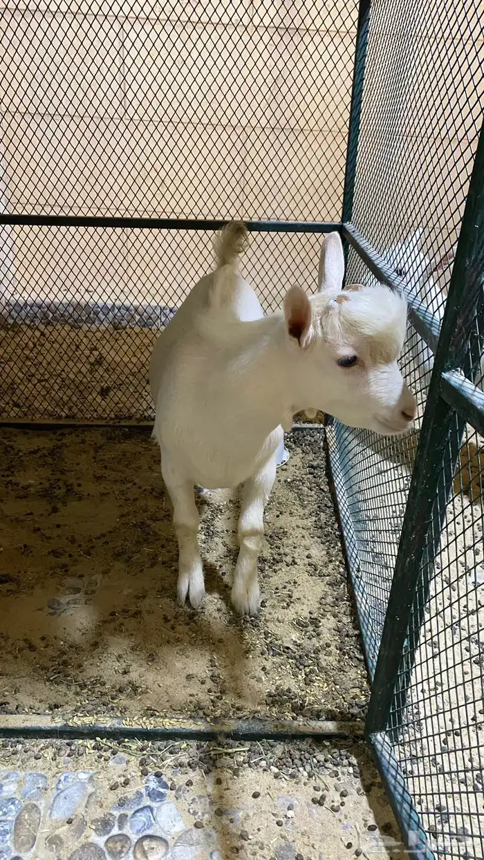 الاحساء 2
