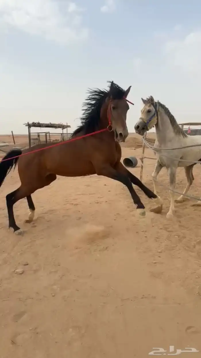 حصان شعبي 2