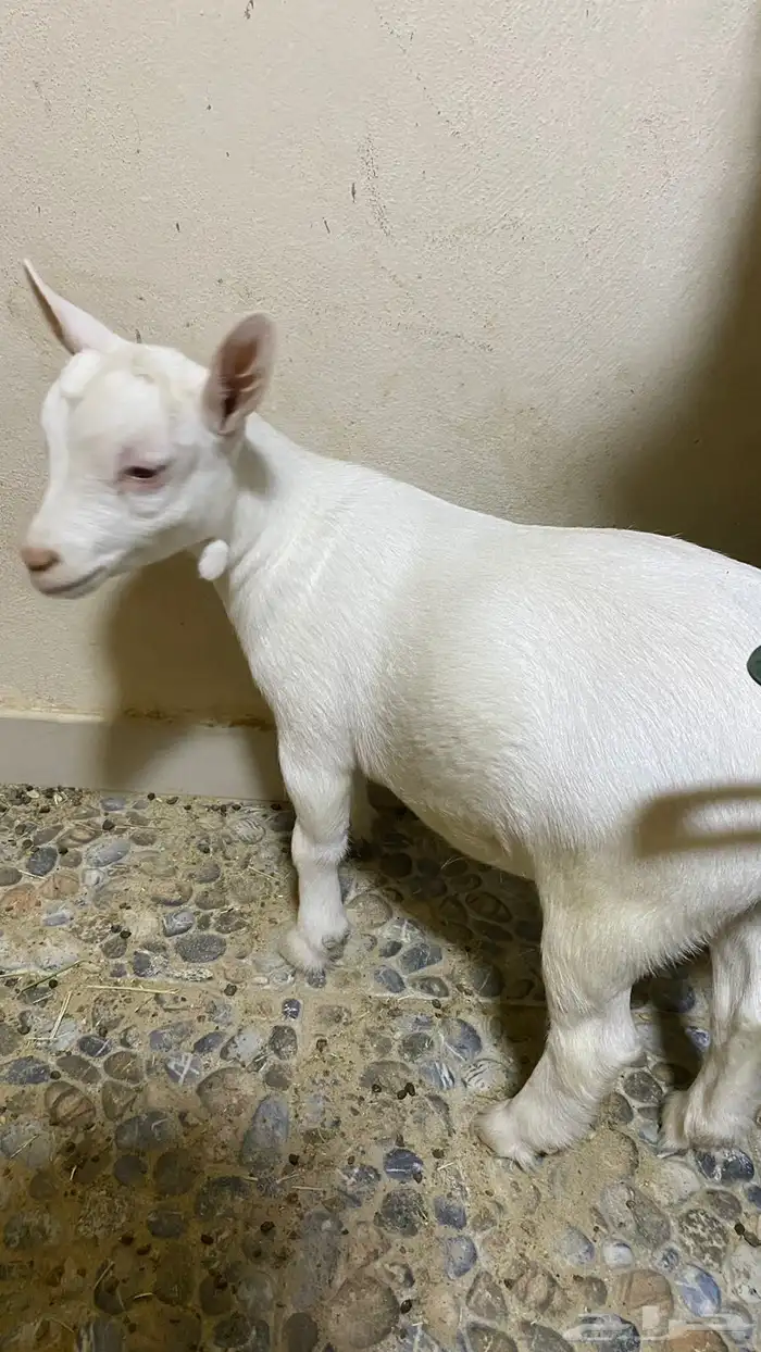 الاحساء 5