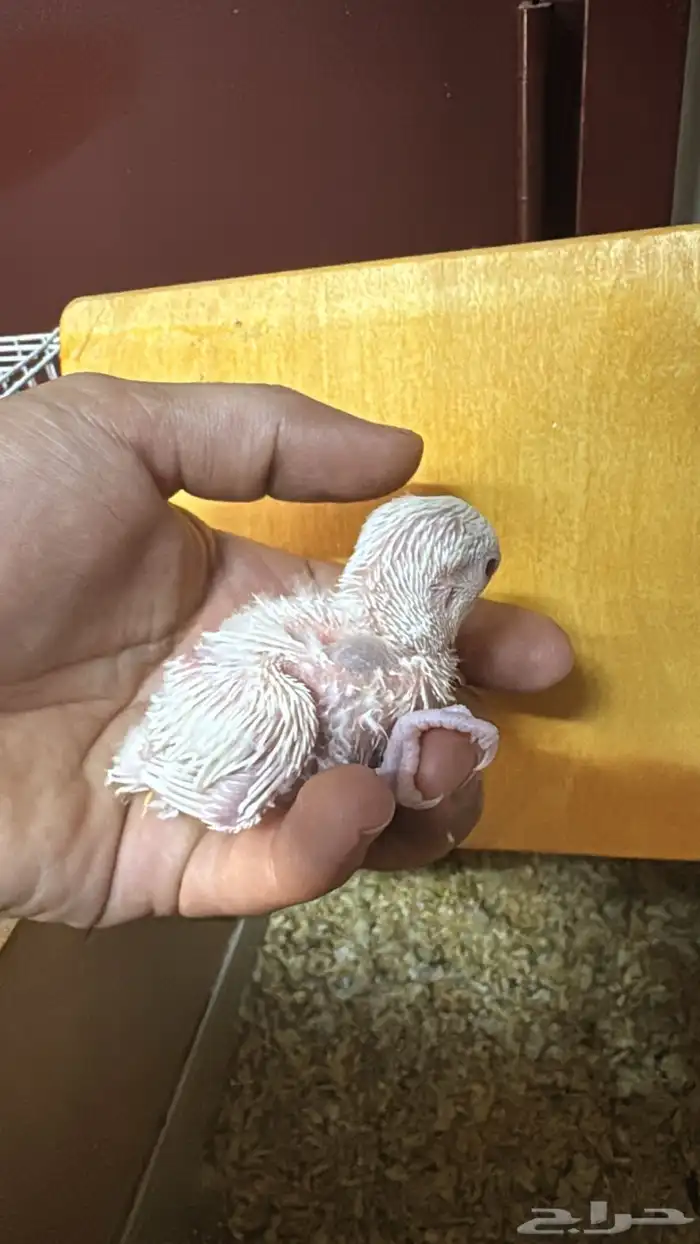 فرخ روز ألبينو تم البيع الله يبارك للمشتري 1