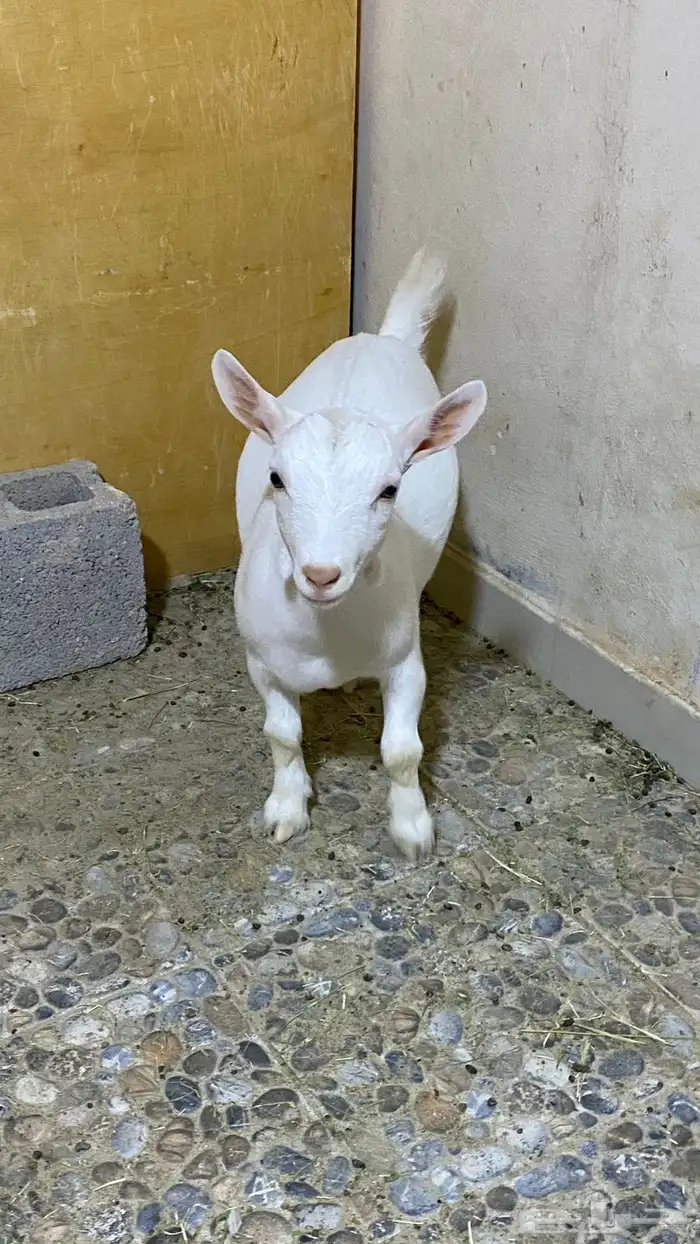 الاحساء 6