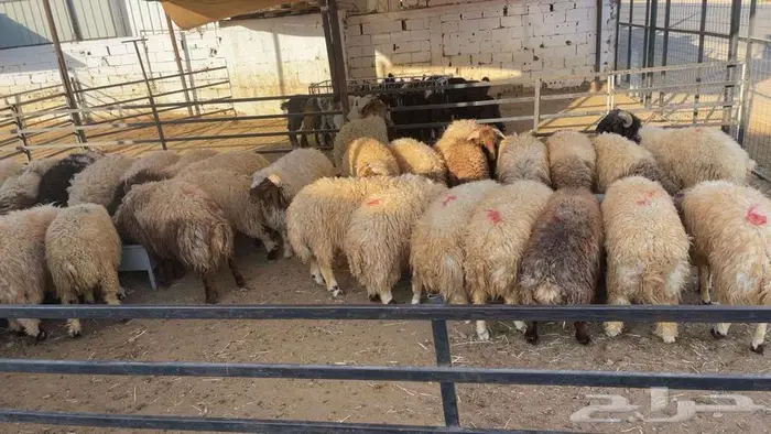 خرفان نعيمي تابي وتمارا 2