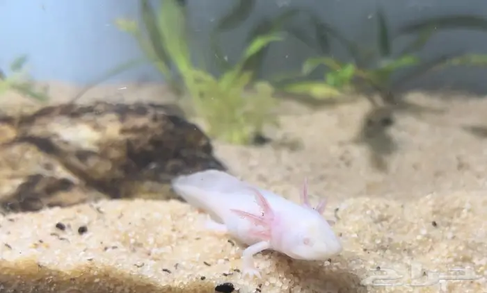 اكسلوتل عفريت الماء 4