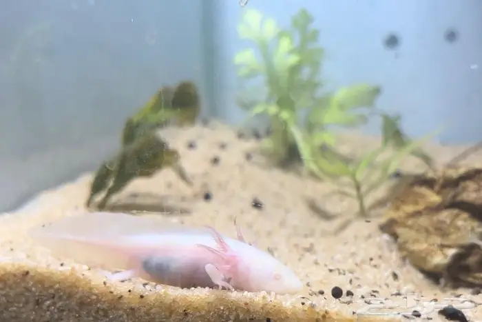 اكسلوتل عفريت الماء 3