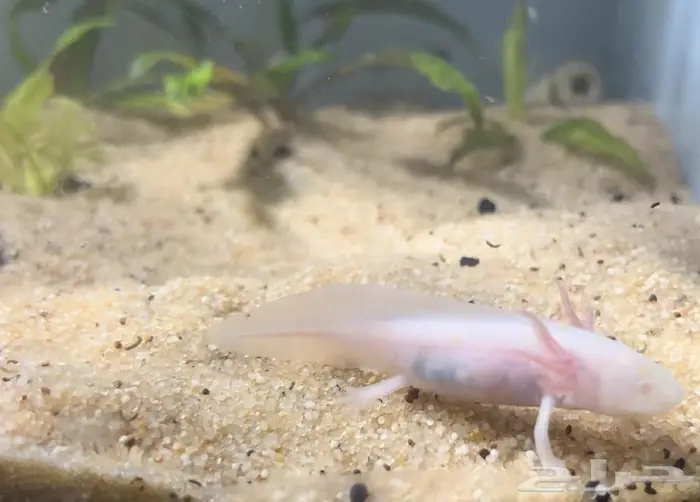 اكسلوتل عفريت الماء 5