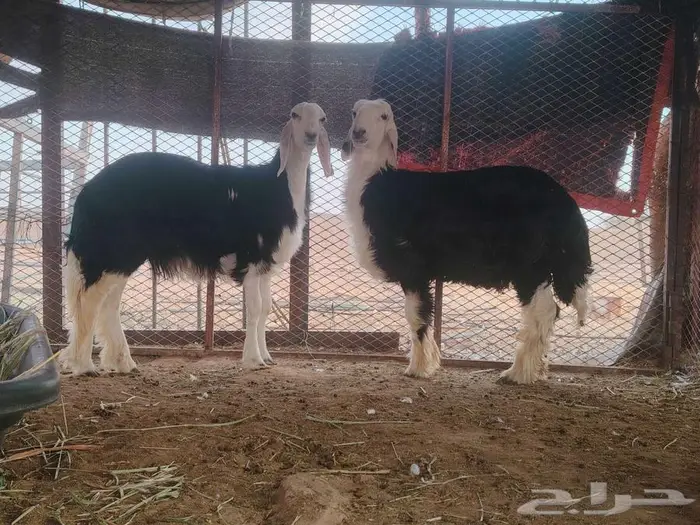 رخل وخروف نجديه جروم ناهيه 0