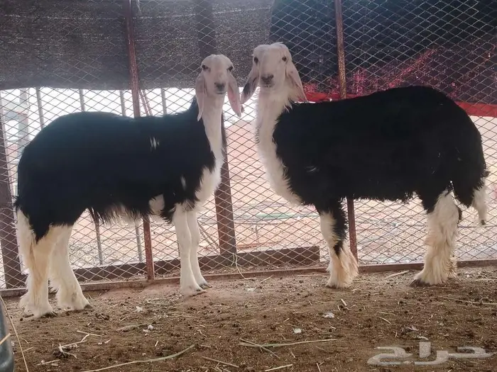 رخل وخروف نجديه جروم ناهيه 6