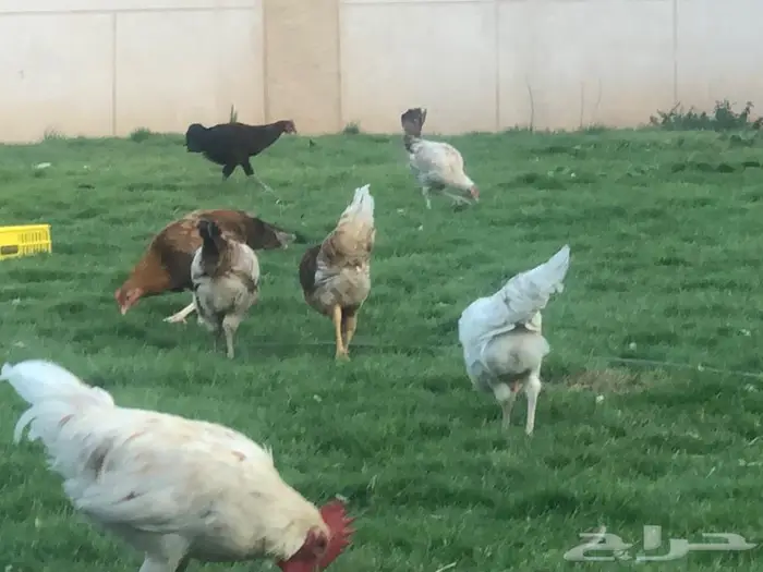 دجاج بياض للبيع 3