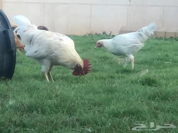 دجاج بياض للبيع 4