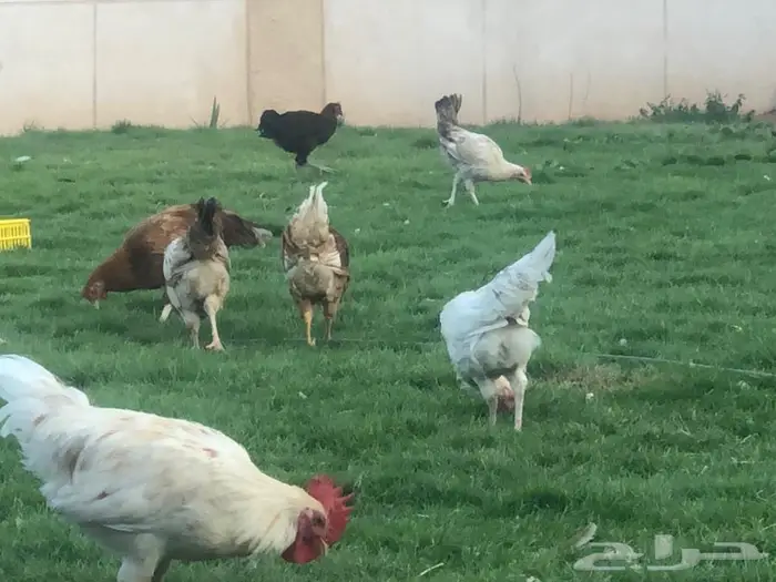 دجاج بياض للبيع 2
