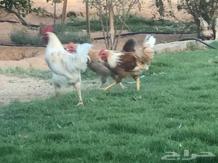 دجاج بياض للبيع 0