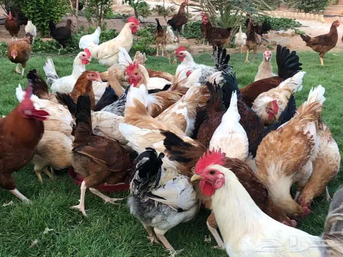 دجاج بياض للبيع 6