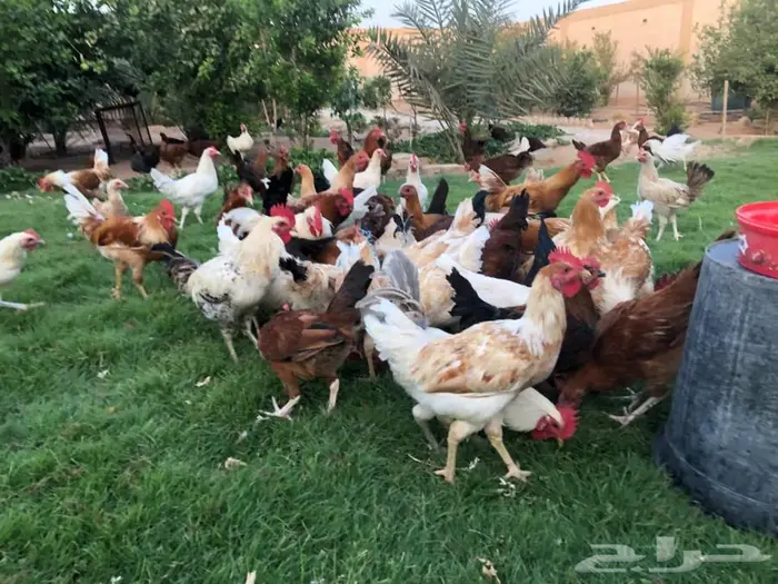 دجاج بياض للبيع 12