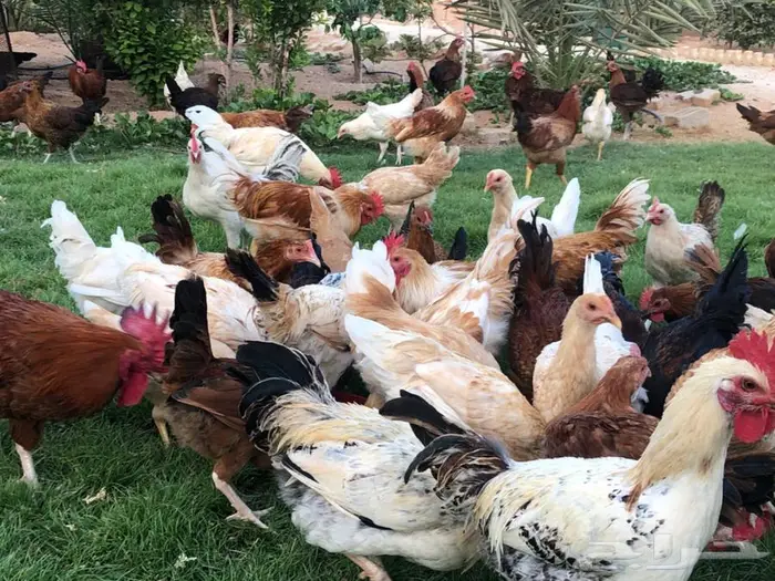 دجاج بياض للبيع 11