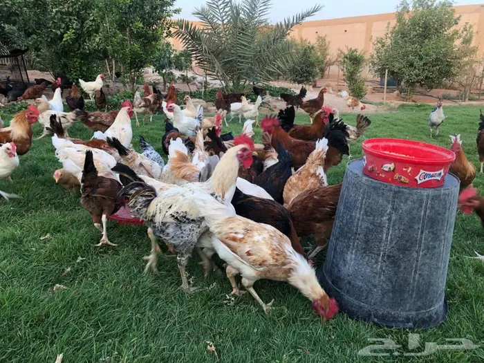 دجاج بياض للبيع 14