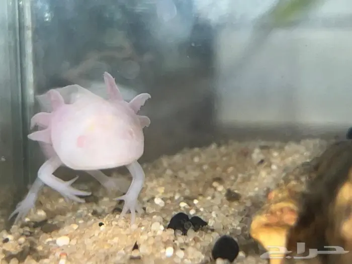 اكسلوتل عفريت الماء 1