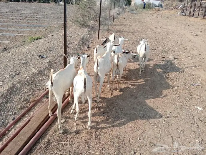 تيوس صوماليه للبيع جدعان تنيان جمله وتفريد 10